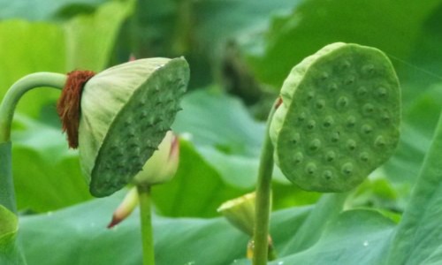 小儿咳嗽糖浆用药几天网 - 小儿咳嗽糖浆用药几天有效果,小儿咳嗽糖浆吃几天